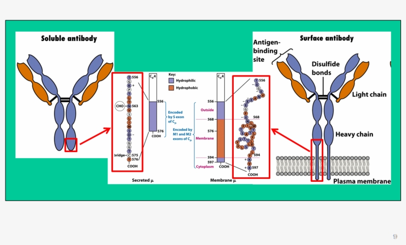 Essentially, I Want To Find The Cdna Sequence Of A - Membrane Bound And Secreted Immunoglobulin, transparent png download