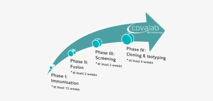 Monoclonal Antibody Project - Monoclonal Antibody Development Protocol, transparent png download