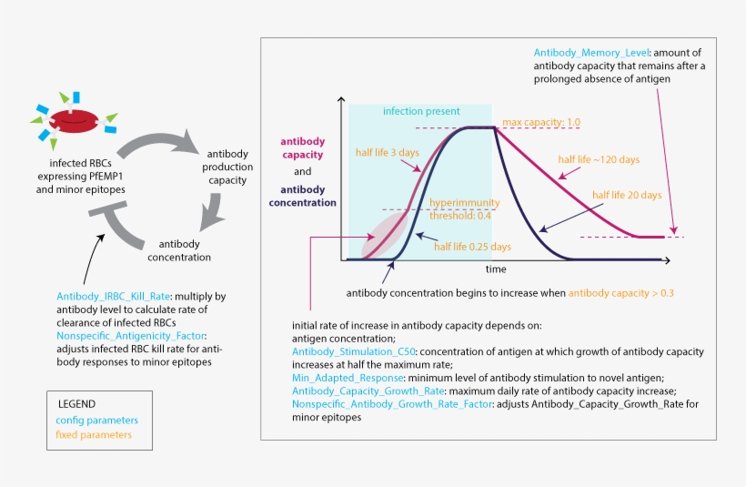 Images/malaria Infection Immunity Adaptive Response - Diagram, transparent png download