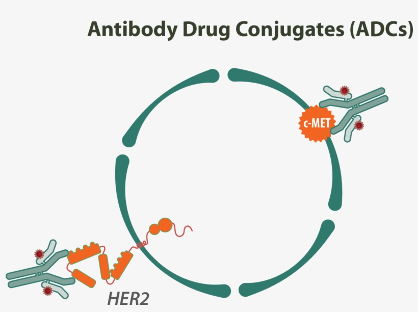 Antibody Drug Conjugates - Antibody Drug Conjugates Therapeutics, transparent png download