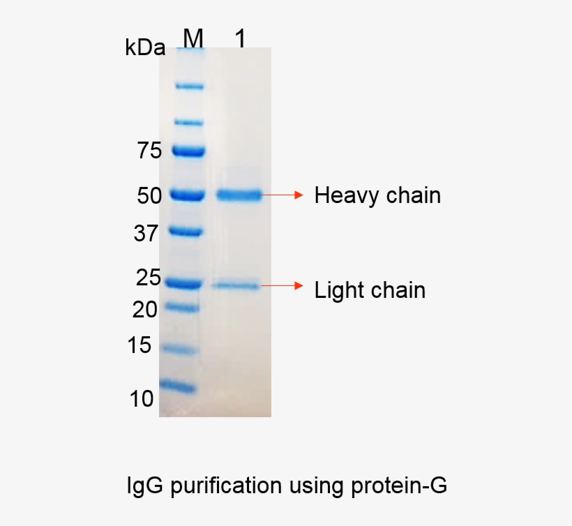 Igg Monoclonal Antibody Gel, transparent png download