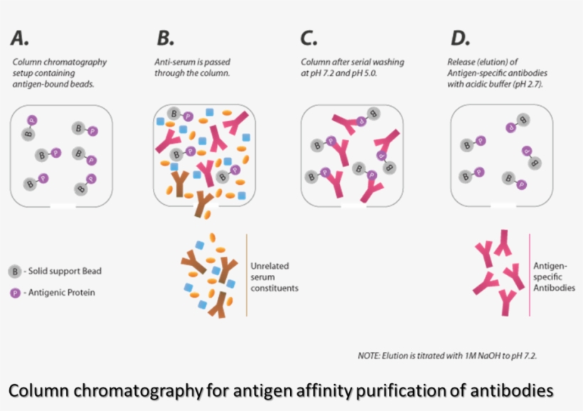 Antibody Purification - Antibody, transparent png download