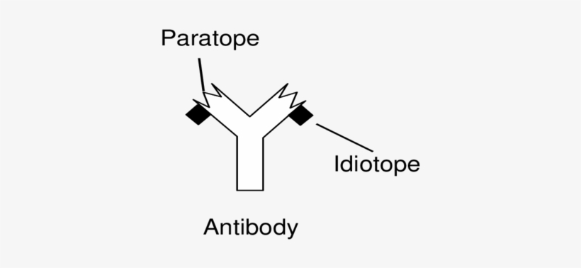 2 Presence Of Paratope And Idiotope On Antibody - Paratope, transparent png download