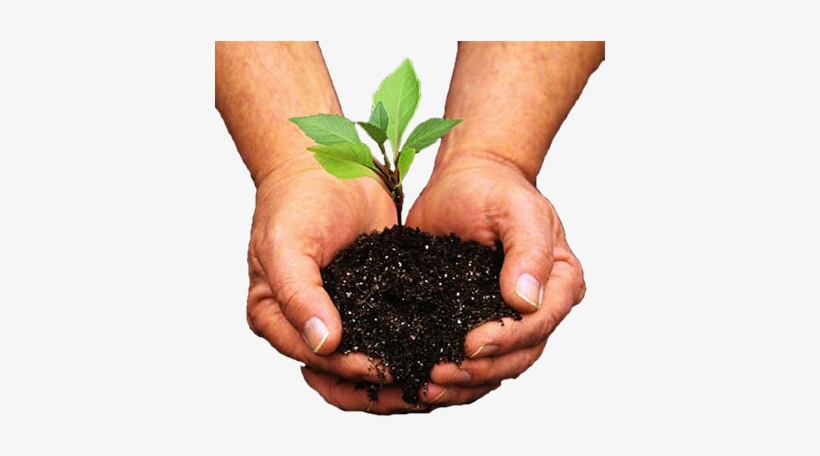 The Vine Garden Plant Outlet Carries A Wide Variety - Dictionary Of Botany [book], transparent png download