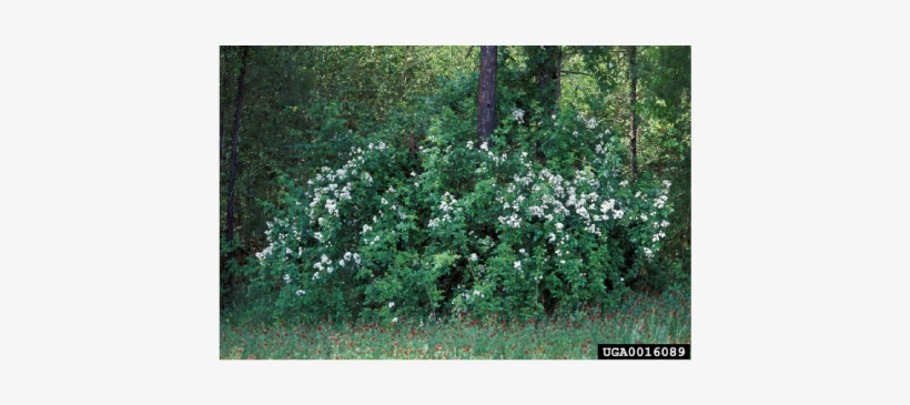 The Mass Of Vines Can Grow Heavy Enough To Bend Trees - Multiflora Rose Invasive, transparent png download