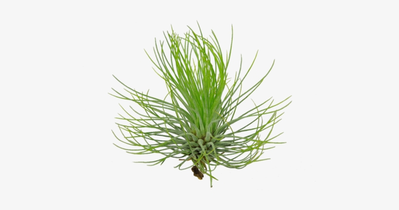 Wispy Tillandsia Air Plant - Tillandsia Png, transparent png download