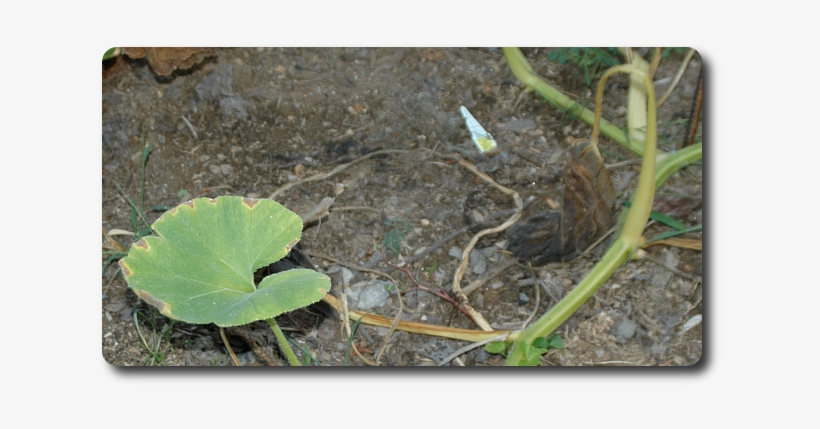 Just Drought Or Is Something Nefarious Behind My Wilted - Squash Vine Borer, transparent png download