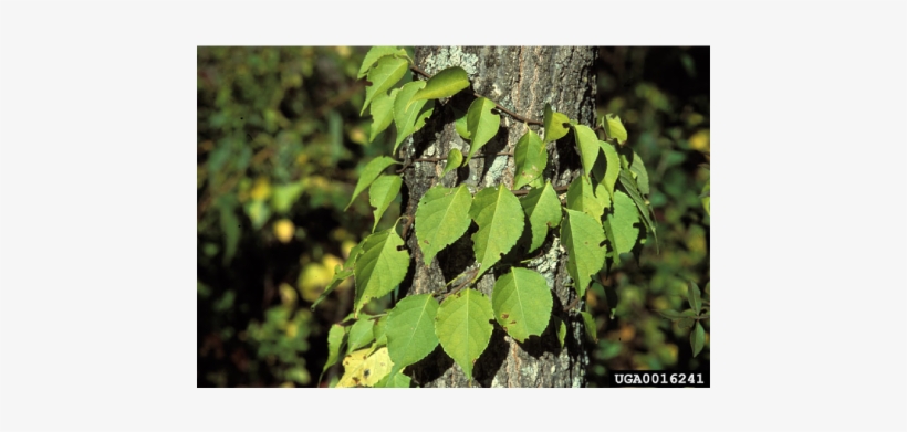 In Fact, Three Of The Most Common Invasive Plants In - Leaves That Wrap Around Tree, transparent png download