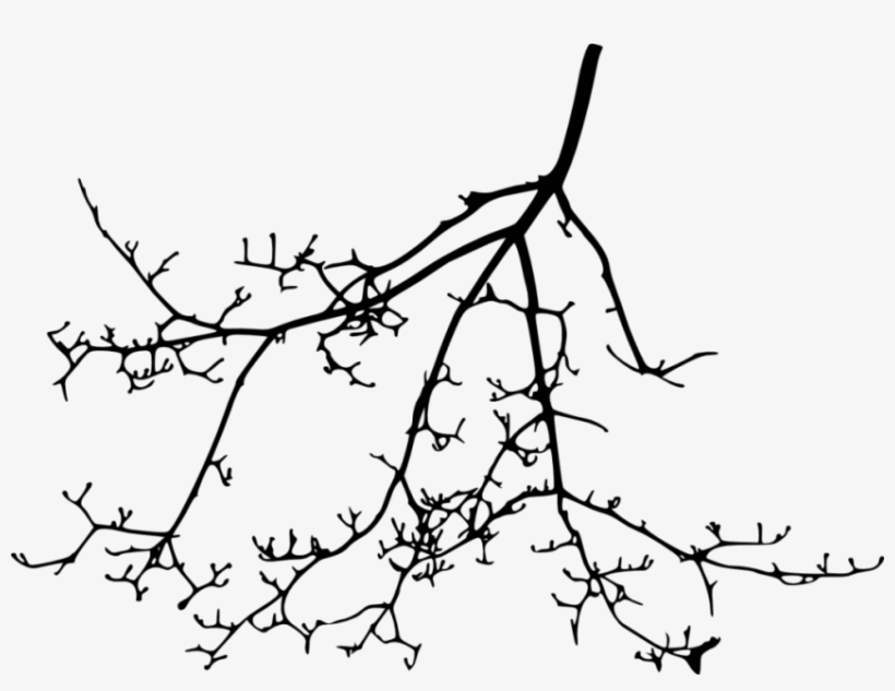 Free Png Tree Branch Silhouette Png Images Transparent - Portable Network Graphics, transparent png download