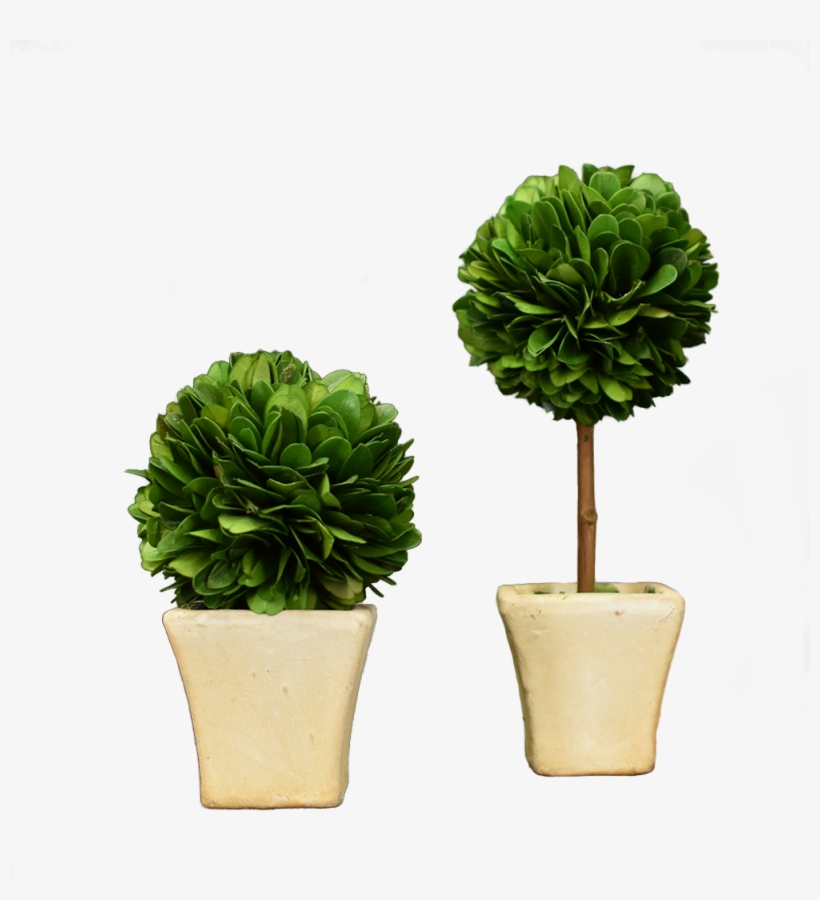 Boxwood Png Transparent Background - Flowerpot, transparent png download