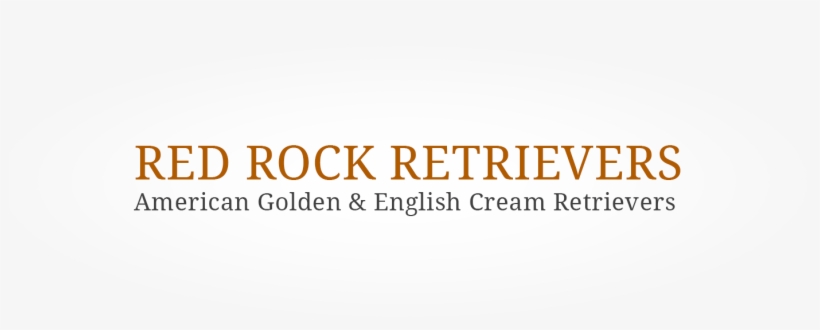 “the Face Of A Golden Retriever Feels Like Home” - Jen Royle Masn, transparent png download