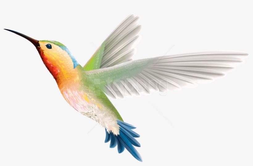 Free Png Birds Png Images Transparent - Hummingbird Png, transparent png download