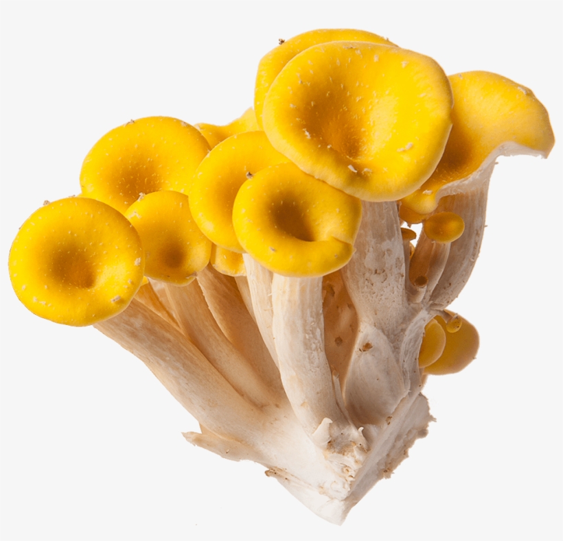 Yellow Golden Mushroom - Oyster Mushroom, transparent png download