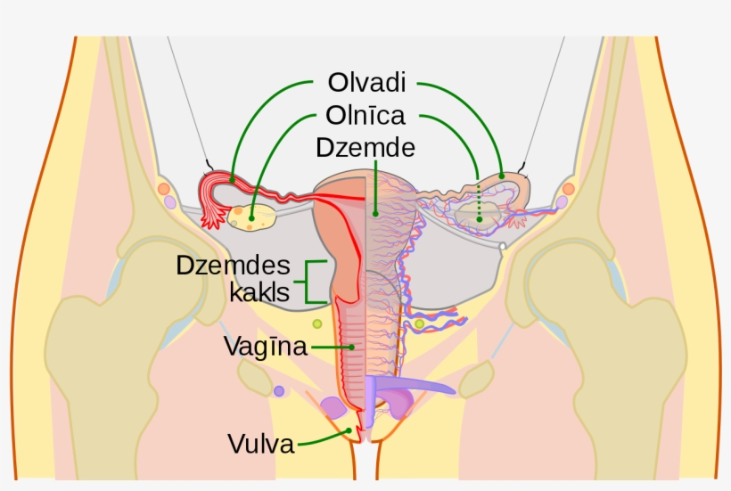 Scheme Female Reproductive System-lv - Cervix, transparent png download