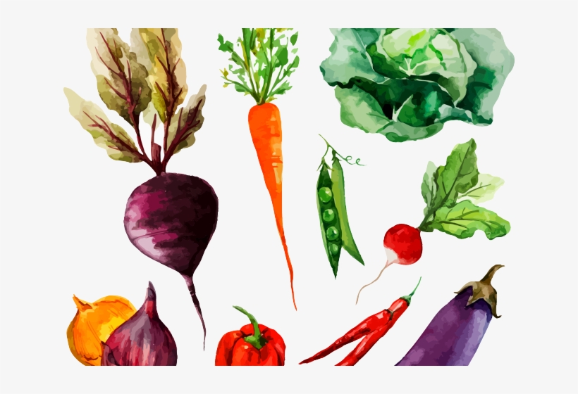 Drawn Vegetable Radish - Watercolor Vegetables Drawing Png, transparent png download