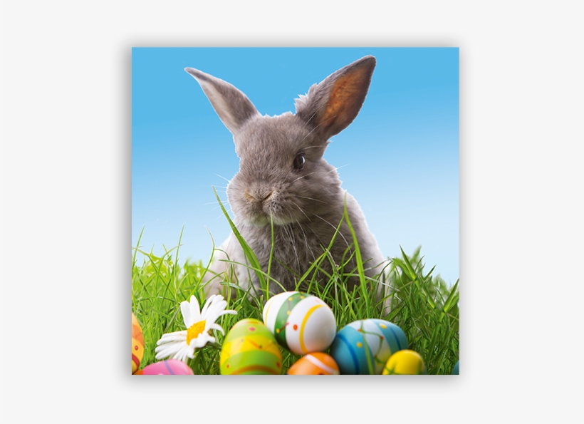 Domestic Rabbit, transparent png download