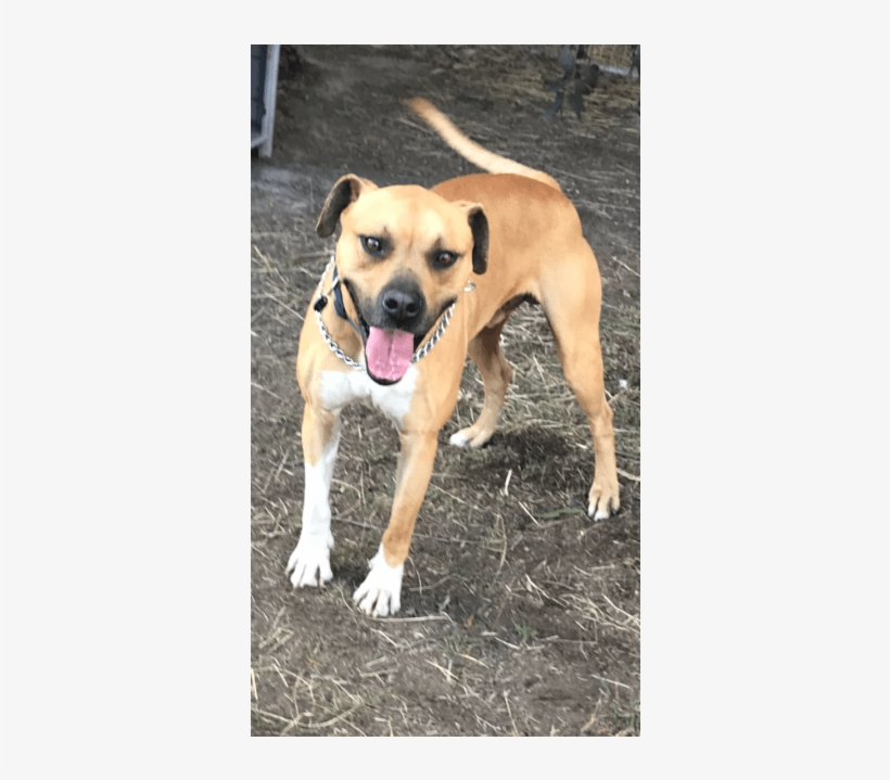 Donate To Petrescue - Boxer, transparent png download