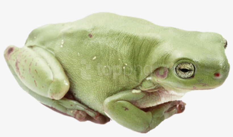 Free Png Frog Png Images Transparent - Will You Be My Big Frog, transparent png download