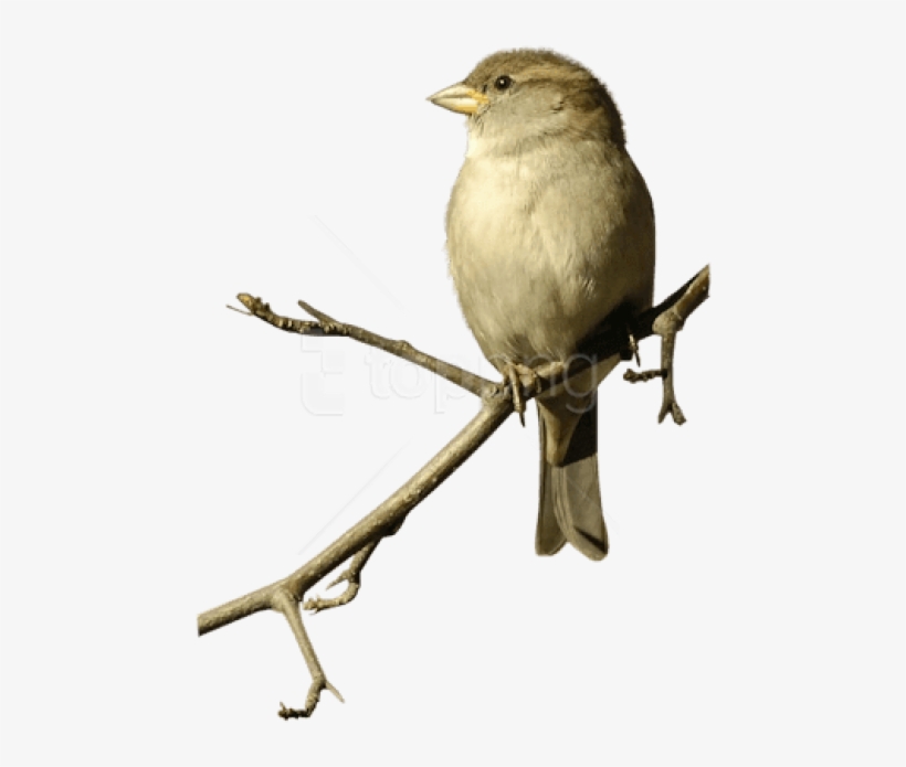Free Png Download Sparrow On Double Branche Png Images - Sparrow Png, transparent png download