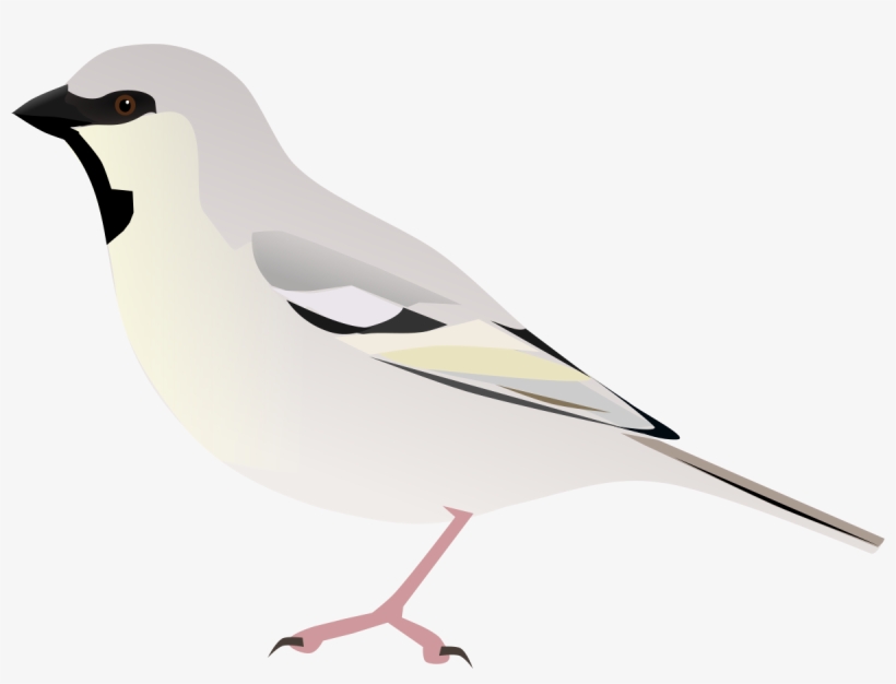 Zarudny's Sparrow - Loggerhead Shrike, transparent png download