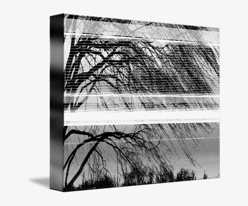 Black And White Willow Tree - Monochrome, transparent png download
