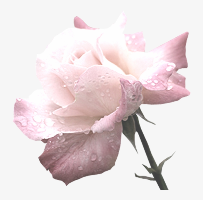 Green Flowers Pngs - Garden Roses, transparent png download