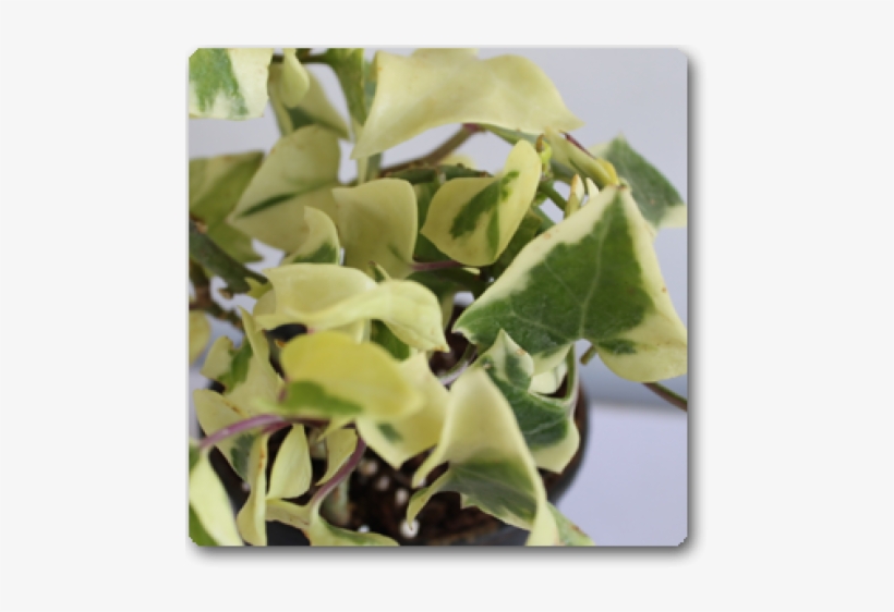 Houseplant, transparent png download