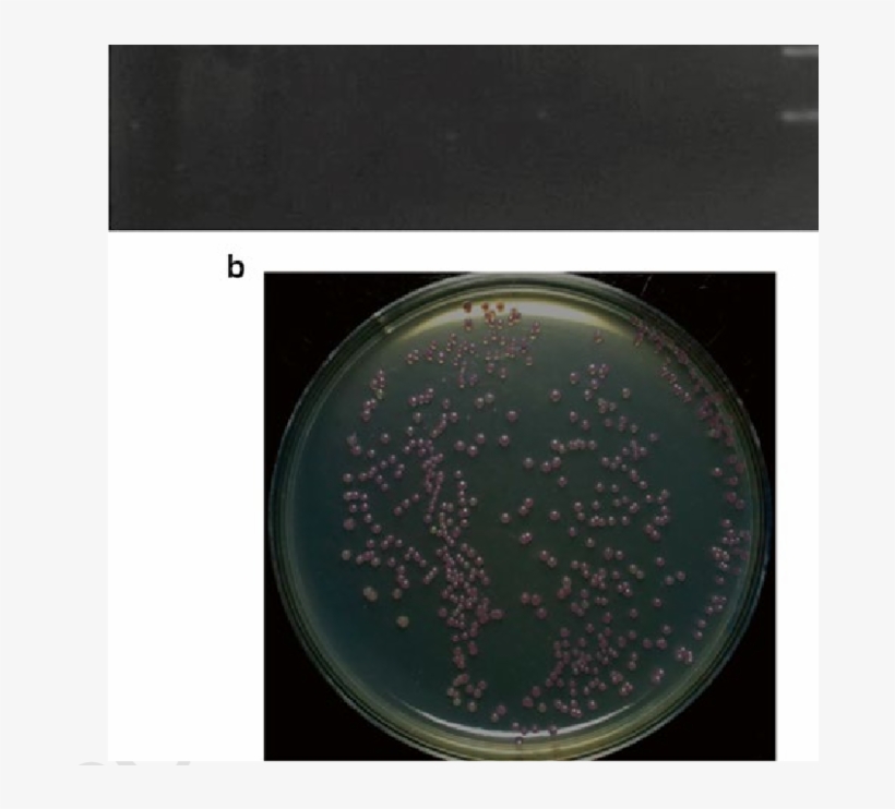 Simple Cloning For One Insertion And Vector - Circle, transparent png download