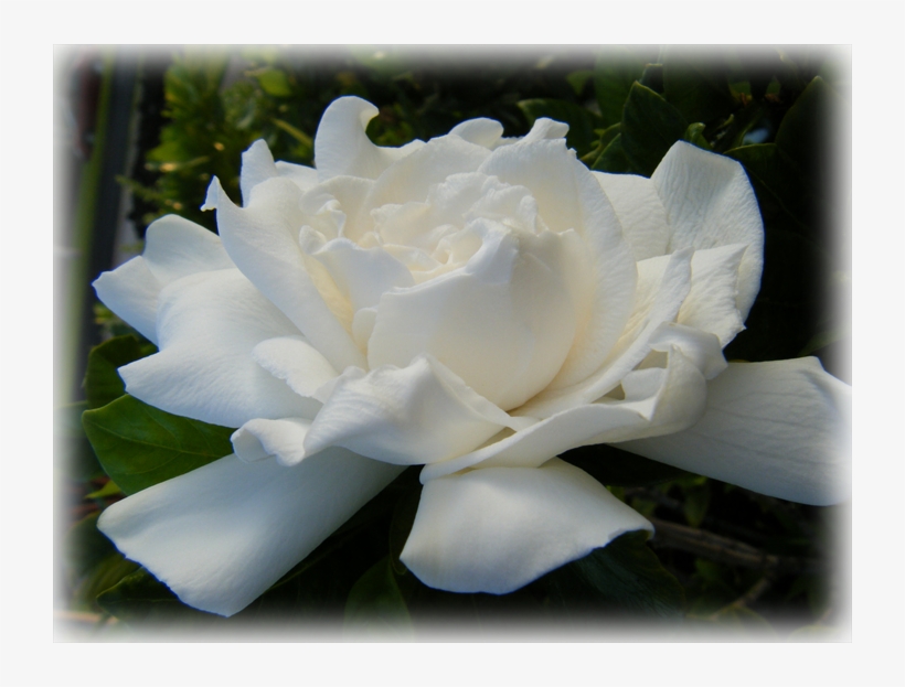 Gardenia August Beauty - Gardenia, transparent png download
