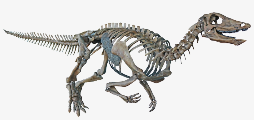 Thescelosaurus Neglectus - Velociraptor, transparent png download