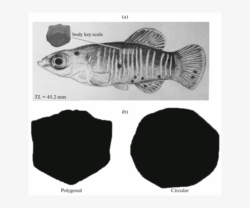 Left Side Of The Fish Specimen Shows Location Between - Perch, transparent png download