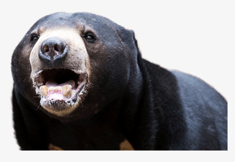 Sun Bear Foreground - Sun Bear, transparent png download