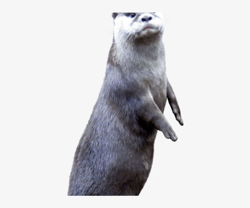 Otter Side Image - North American River Otter, transparent png download