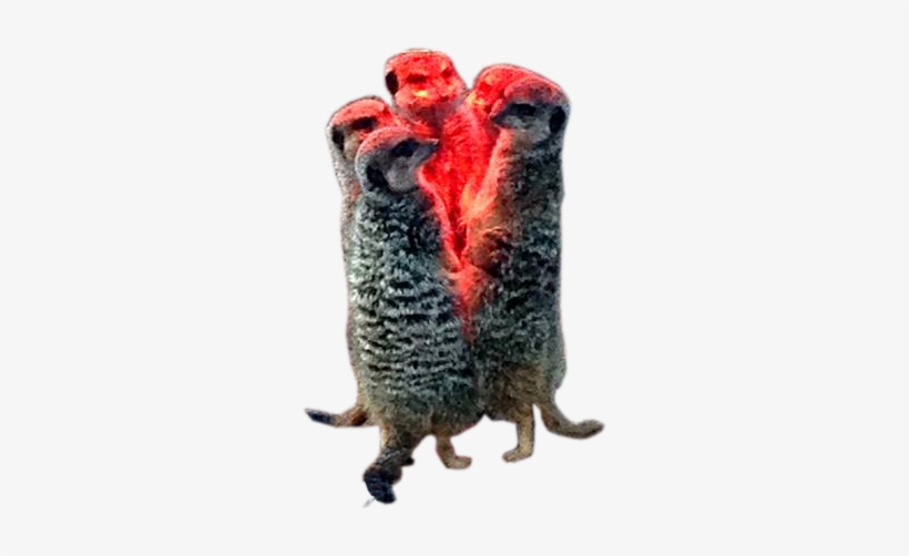 Here Are All The Submissions For The "meerkats Under - Turkey, transparent png download