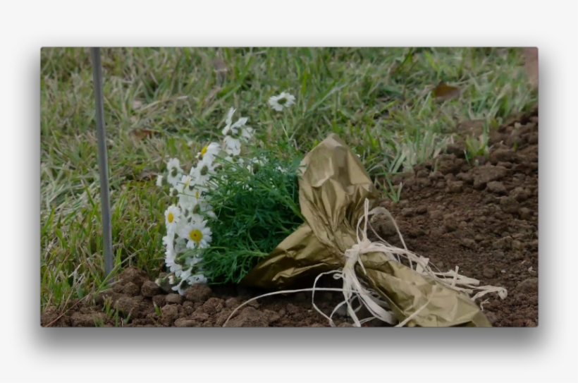 3 Feb - Camomile, transparent png download