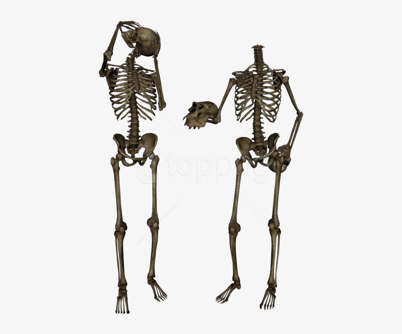 Free Png Skeleton, Skull Png Images Transparent - Background Picsart Png Hd, transparent png download