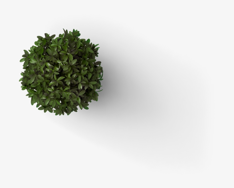 Our Building - Pond Pine, transparent png download