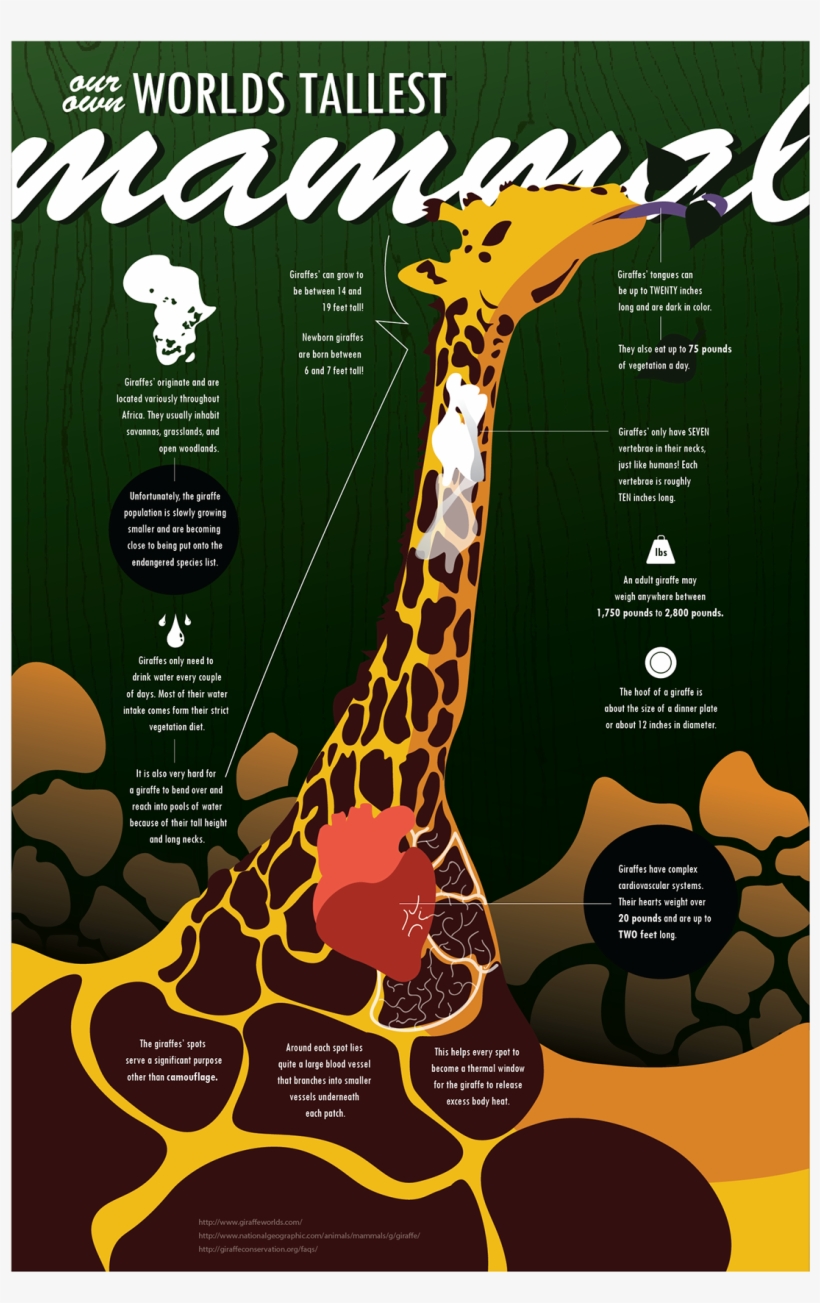 Giraffe Infographic - Hoffman Enclosures, transparent png download