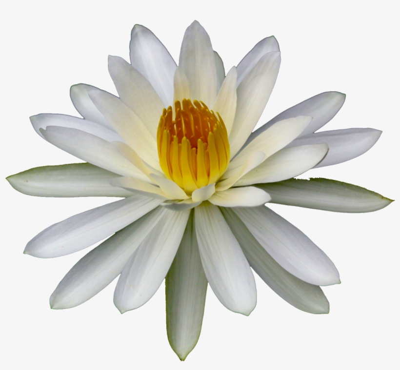 Get Free High Quality Hd Wallpapers Flower Images Tumblr - Sacred Lotus, transparent png download