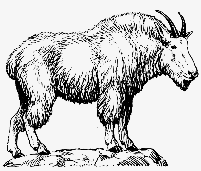 Billy Goat He Goat Goat Like - Draw A Mountain Goat, transparent png download