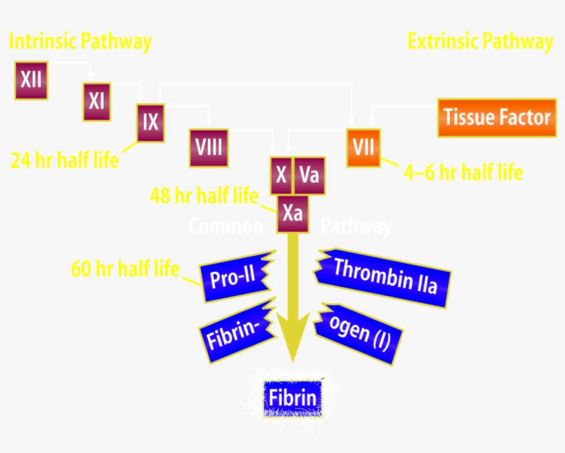 Inr Coumadin Results Pt On - Diagram, transparent png download
