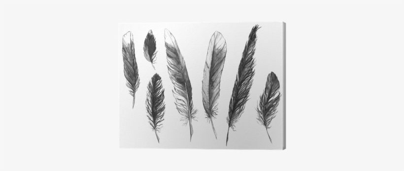 Watercolor Black And White Monochrome Feather Set Isolated - Zwart Wit Fotos Veer, transparent png download