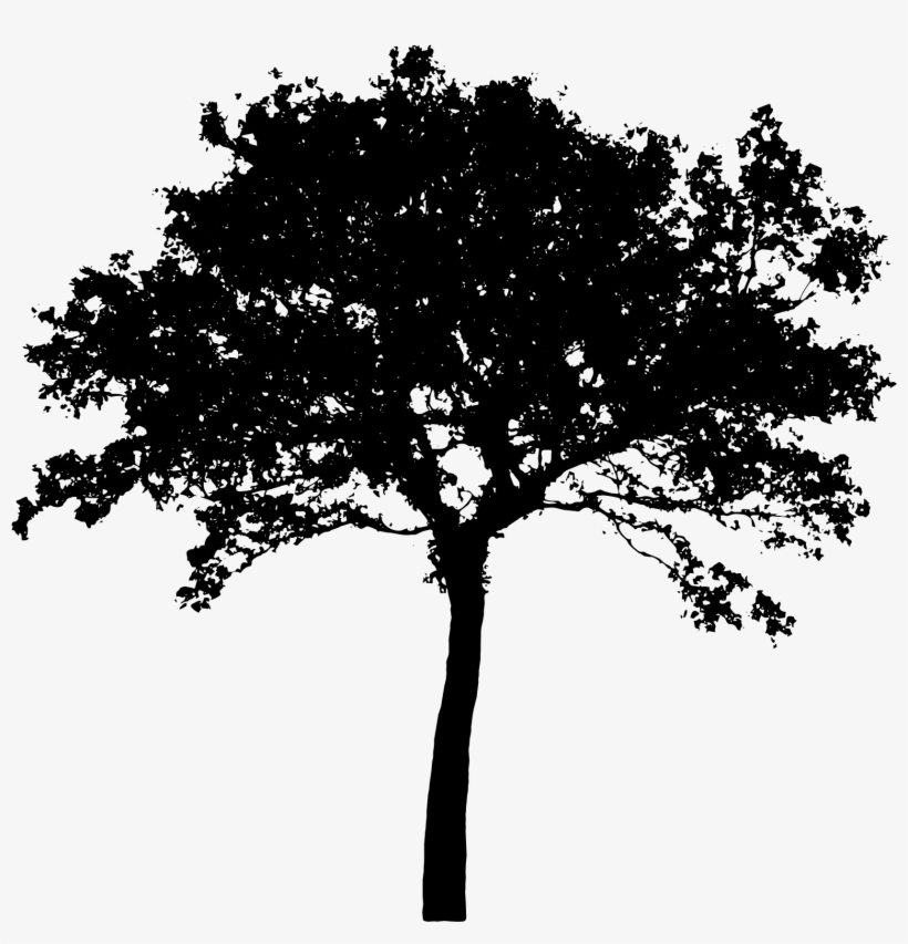 This Free Icons Png Design Of Tree Silhouette 4 Transparent Png 2400x1703 Free Download On Nicepng