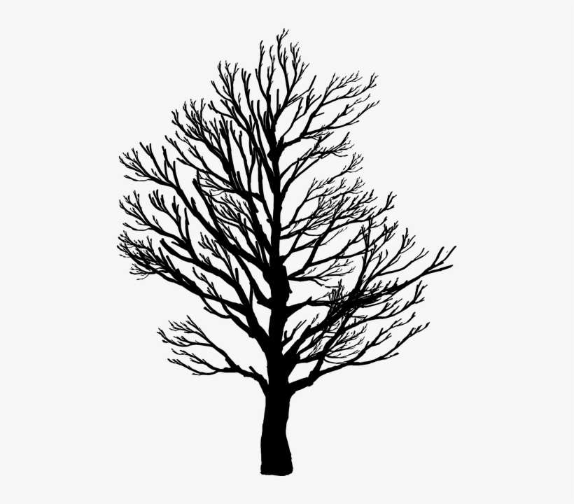 Pine Images - Tree Silhouette Art, transparent png download