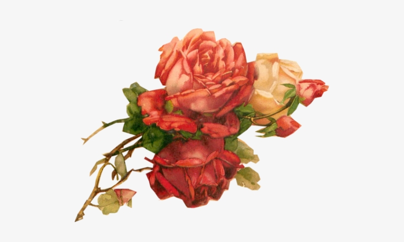 Roses Tuckdb Org - Garden Roses, transparent png download
