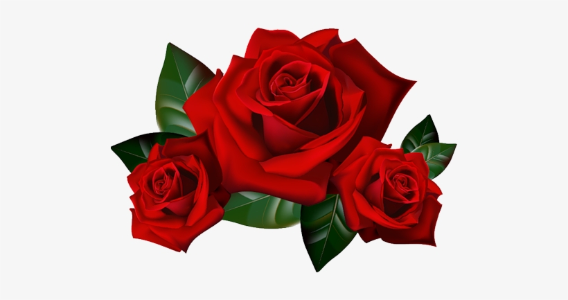 Red Roses Png, transparent png download