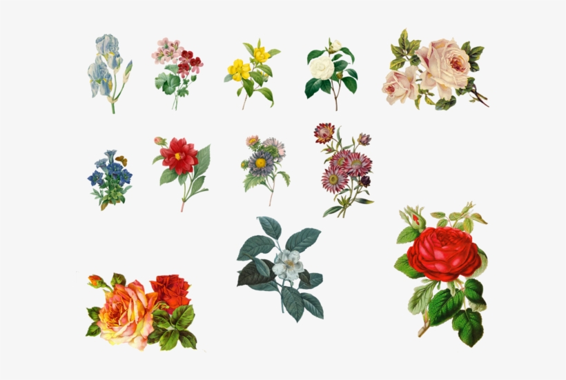 Download Vintage Plants Png Clipart Garden Roses Floral - Vintage Flowers Lily Png, transparent png download
