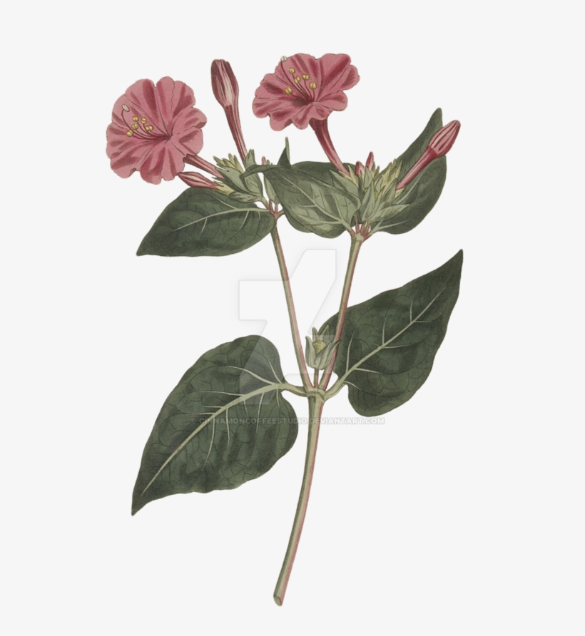 Png By Cinnamoncoffeestudio On Deviantart - Marvel Of Peru, transparent png download