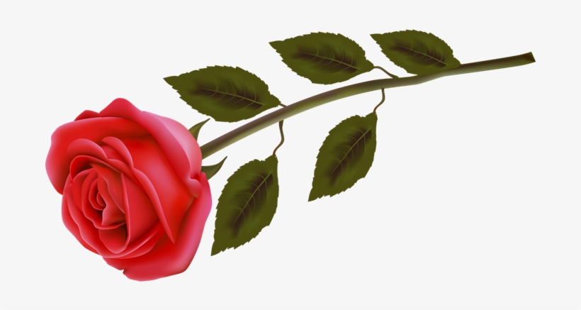 Flores (52) - Rose Day 2012, transparent png download