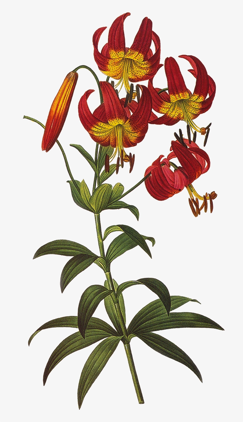 Vintage Floral Png, transparent png download